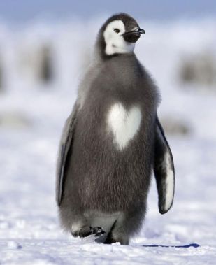 heart penguin
